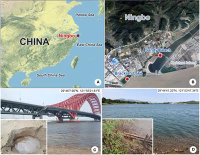 New contributions to the taxonomy and phylogeny of the ciliate genus Pleuronema (Ciliophora, Scuticociliatia), with descriptions of two new species collected from the subtropical coastal wetlands in China